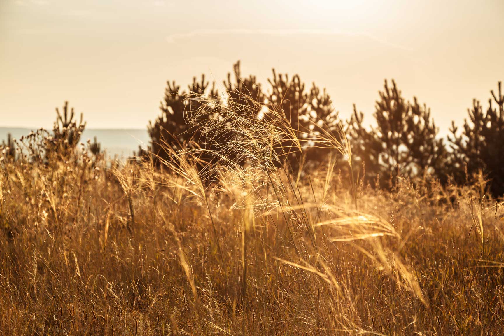 grass-feather-grass-in-the-field-at-sunset-2022-08-01-01-16-15-utc.jpg